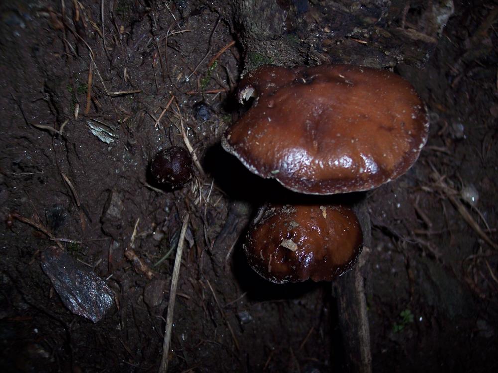 Escursione a Gressoney